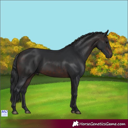 Horse Color:Brown 