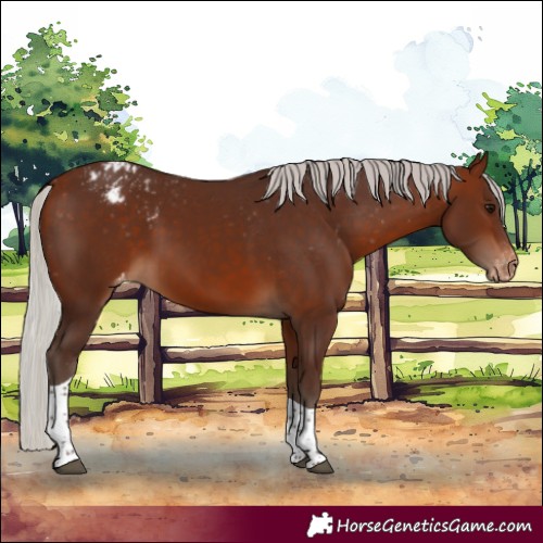 Horse Color:Silver Bay Tobiano Varnish 