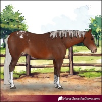 Horse Color:Silver Bay Tobiano Varnish 