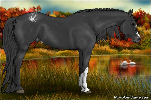Horse Color:Black Varnish