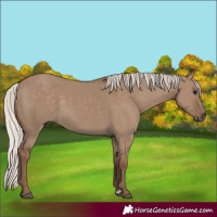 Horse Color:Silver Grullo 