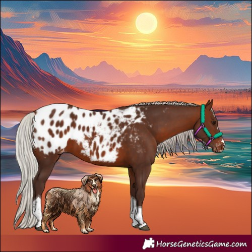 Horse Color:Silver Brown Tobiano Appaloosa