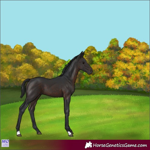 Horse Color:Brown 