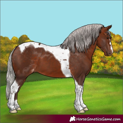 Horse Color:Silver Bay Tobiano Appaloosa 