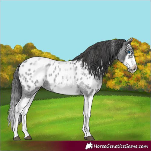 Horse Color:White Spotted Blue Roan Splash Frame Appaloosa