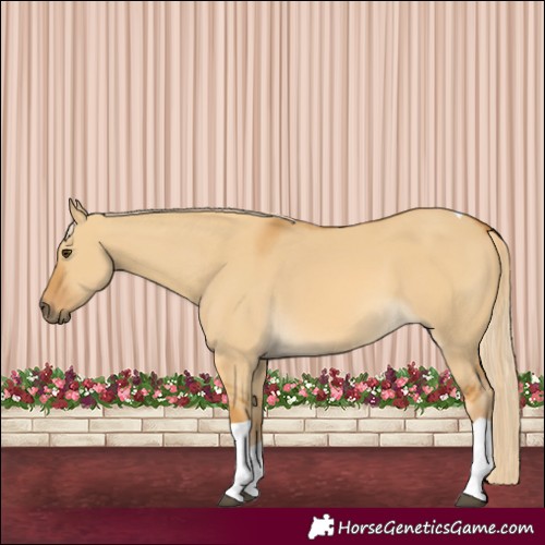 Horse Color:Palomino Dun Tobiano