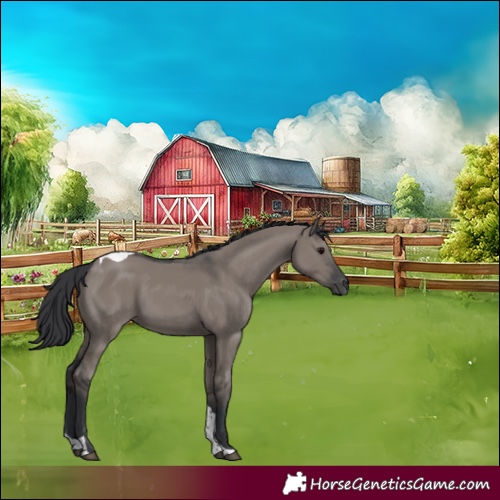 Horse Color:Grullo Tobiano Rabicano 