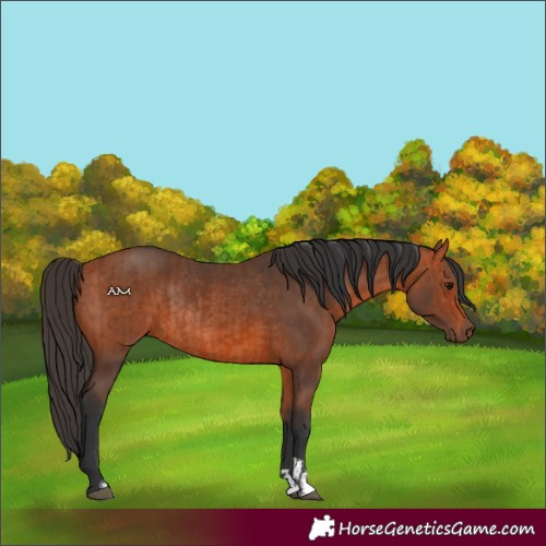 Horse Color:Bay Rabicano  and Bay Rabicano 