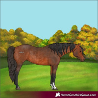 Horse Color:Bay Rabicano and Bay Rabicano
