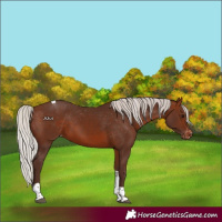 Horse Color:Silver Bay Tobiano Varnish 