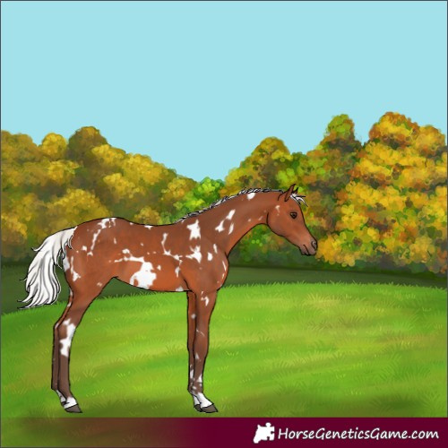 Horse Color:White Spotted Silver Brown 