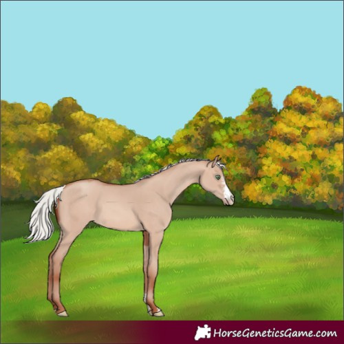 Horse Color:Silver Sable Champagne Dun Sabino