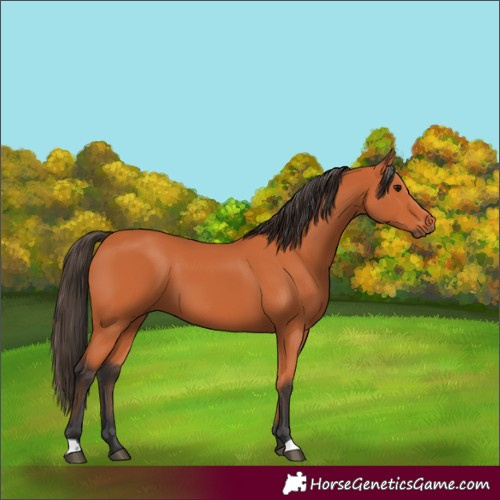 Horse Color:Bay 