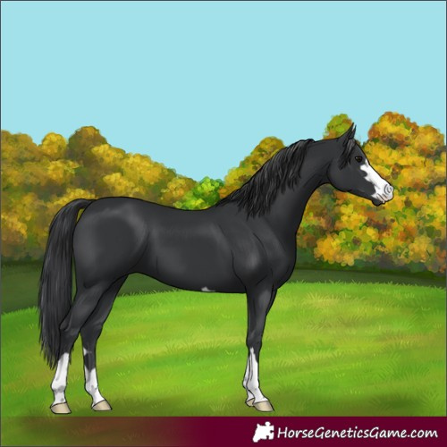 Horse Color:Black 