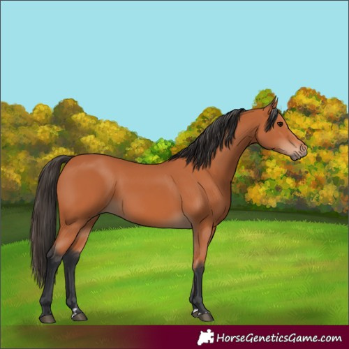 Horse Color:Bay 