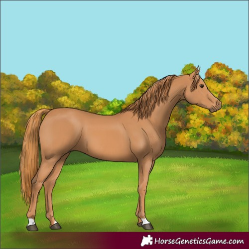 Horse Color:Chestnut 