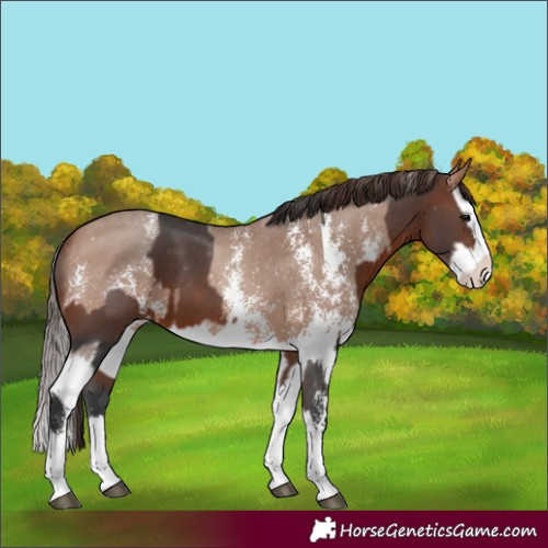 Horse Color:Brown Sabino Splash Varnish  and Sable Champagne Sabino Splash Varnish 