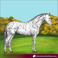 Horse Color:Black Tobiano Leopard 
