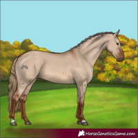 Horse Color:Red Dun 