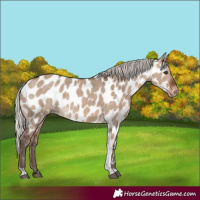 Horse Color:Silver Bay Dun Tobiano Appaloosa 