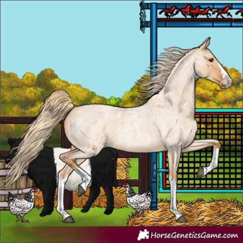 Horse Color:Red Dun Roan Splash Frame Rabicano 