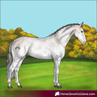 Horse Color:White Spotted Bay 