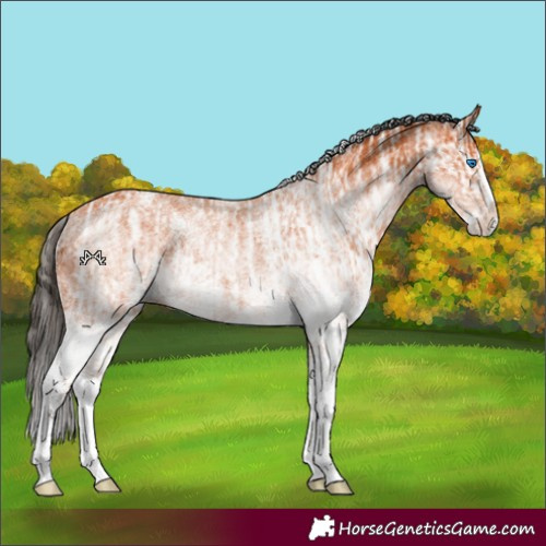Horse Color:White Spotted Bay Splash  and White Spotted Bay Splash Rabicano 