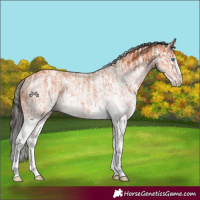 Horse Color:White Spotted Bay Splash  and White Spotted Bay Splash Rabicano 