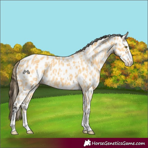 Horse Color:Palomino Leopard and Buckskin Leopard