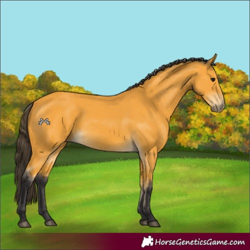 Horse Color:Buckskin 