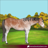 Horse Color:White Spotted Bay Splash  and White Spotted Bay Splash 