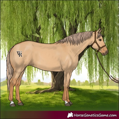 Horse Color:Red Dun