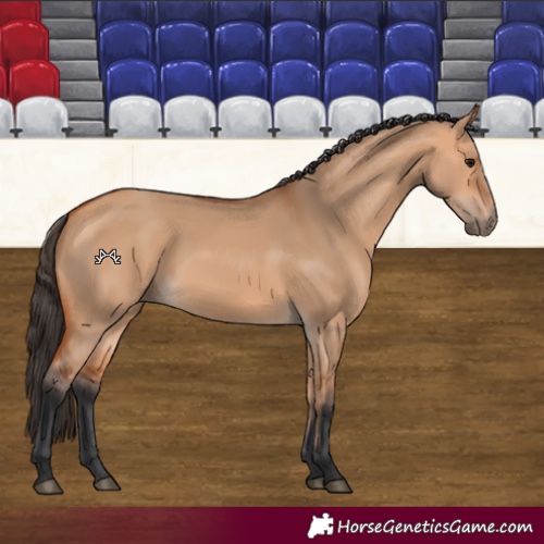 Horse Color:Bay Dun 