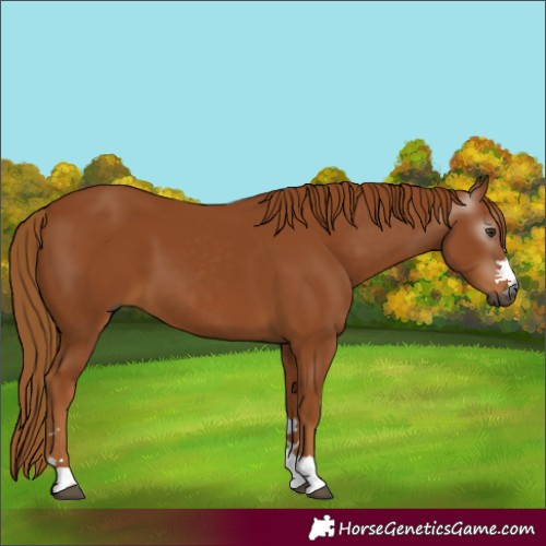 Horse Color:Gray Chestnut