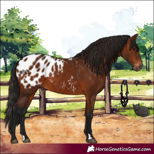 Horse Color:Gray Bay Appaloosa 