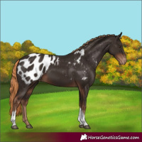 Horse Color:Liver Chestnut Tobiano Appaloosa 