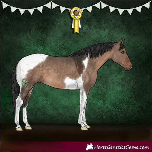 Horse Color:Brown Dun Tobiano 