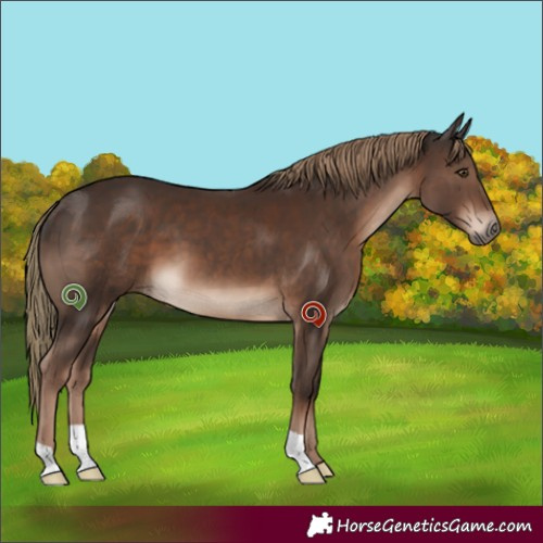 Horse Color:Liver Chestnut 