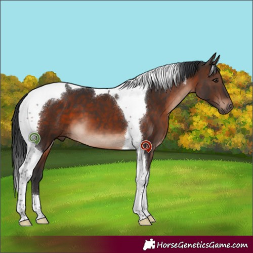 Horse Color:Brown Mushroom Tobiano