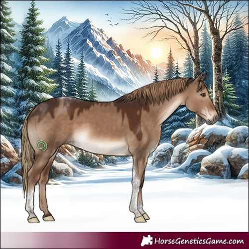 Horse Color:Liver Red Dun Tobiano