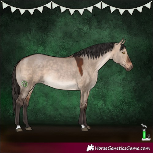 Horse Color:Bay Dun
