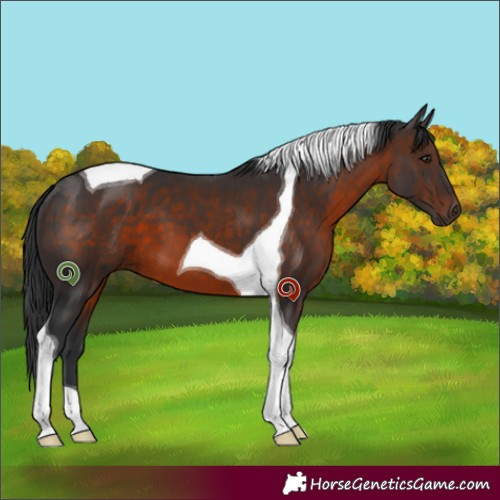 Horse Color:Brown Tobiano 