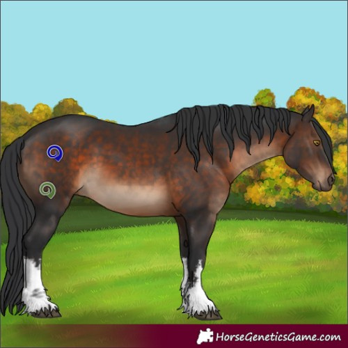 Horse Color:White Spotted Brown