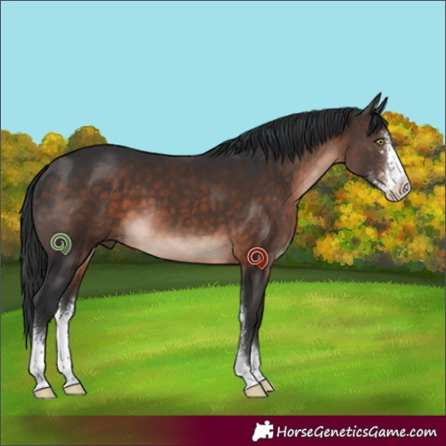 Horse Color:Brown Mushroom Sabino