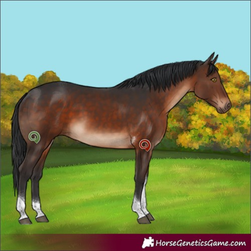 Horse Color:Brown Tobiano