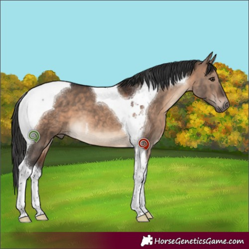 Horse Color:Brown Dun Tobiano 