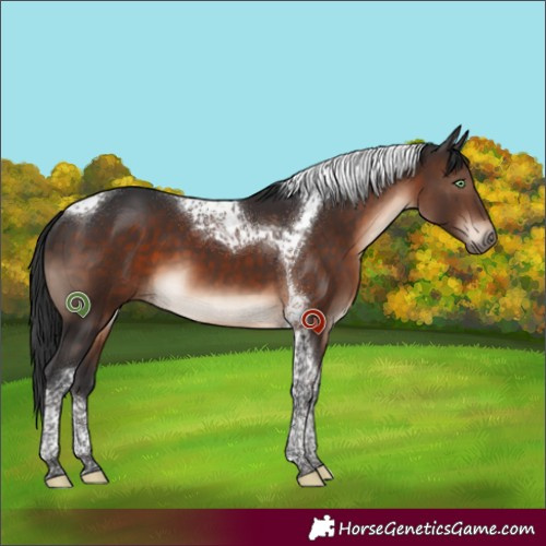 Horse Color:Brown Mushroom Tobiano