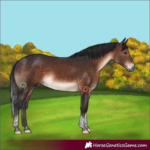 Horse Color:Brown Tobiano 