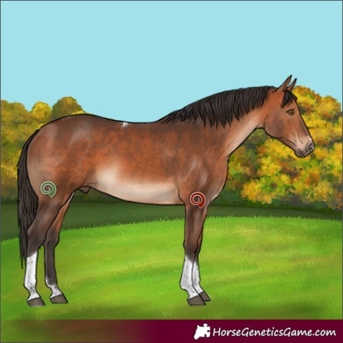 Horse Color:Bay Tobiano 