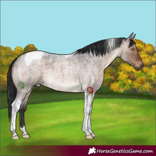 Horse Color:Brown Roan Dun Tobiano